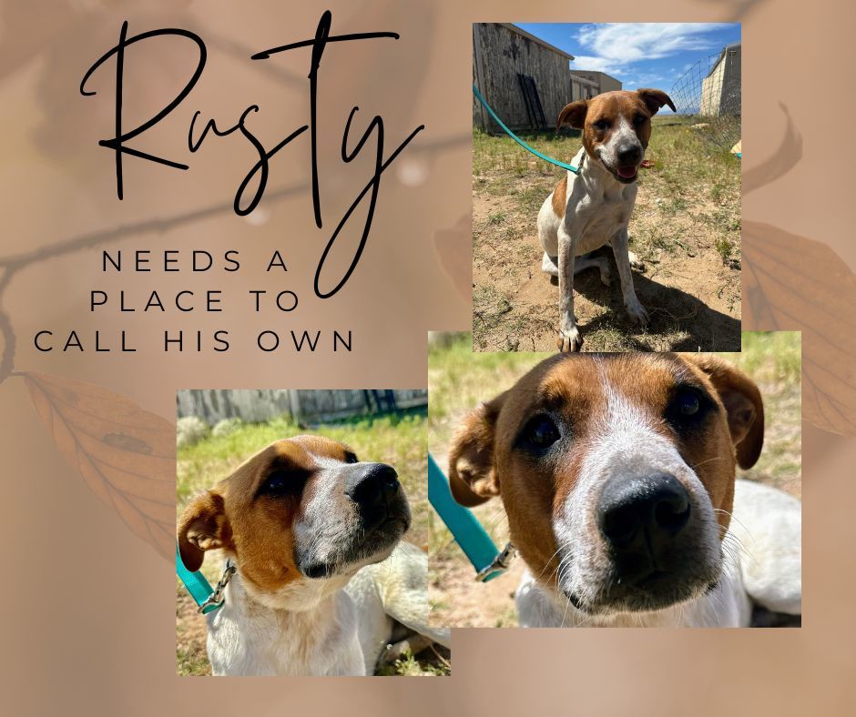 Rusty - FOSTER HOME needed, an adoptable Australian Cattle Dog / Blue Heeler in Evergreen, CO, 80437 | Photo Image 2