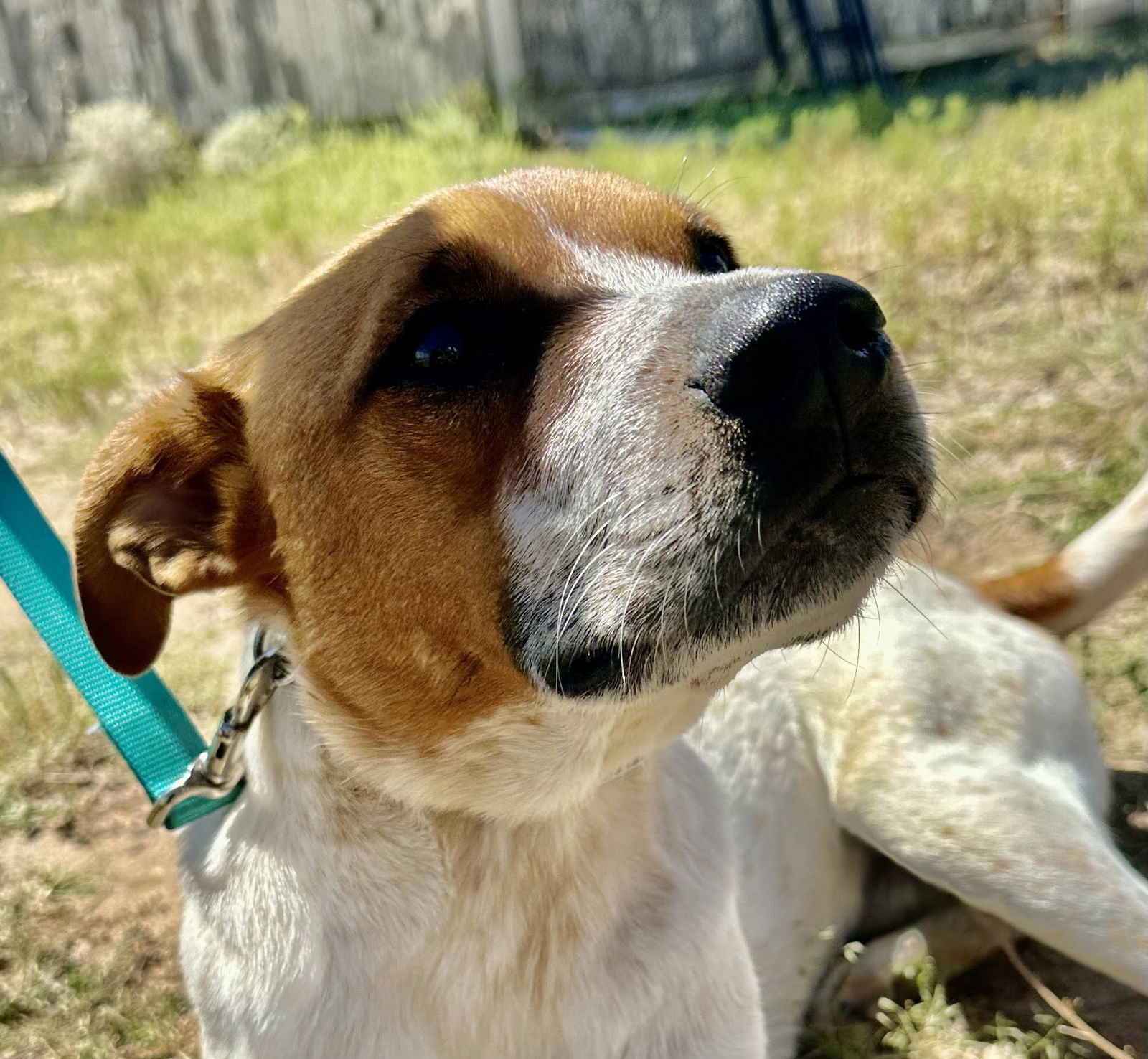 Rusty - FOSTER HOME needed, an adoptable Australian Cattle Dog / Blue Heeler in Evergreen, CO, 80437 | Photo Image 3