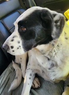 Asher, an adoptable Labrador Retriever, Border Collie in Twin Falls, ID, 83301 | Photo Image 1