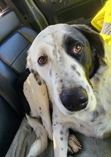 Asher, an adoptable Labrador Retriever, Border Collie in Twin Falls, ID, 83301 | Photo Image 2