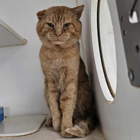 Garth, an adoptable Domestic Short Hair in Garden City, KS, 67846 | Photo Image 1