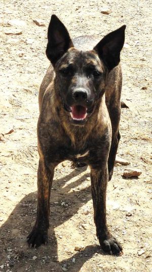 Jewels, Young Female German Shepherd Dog