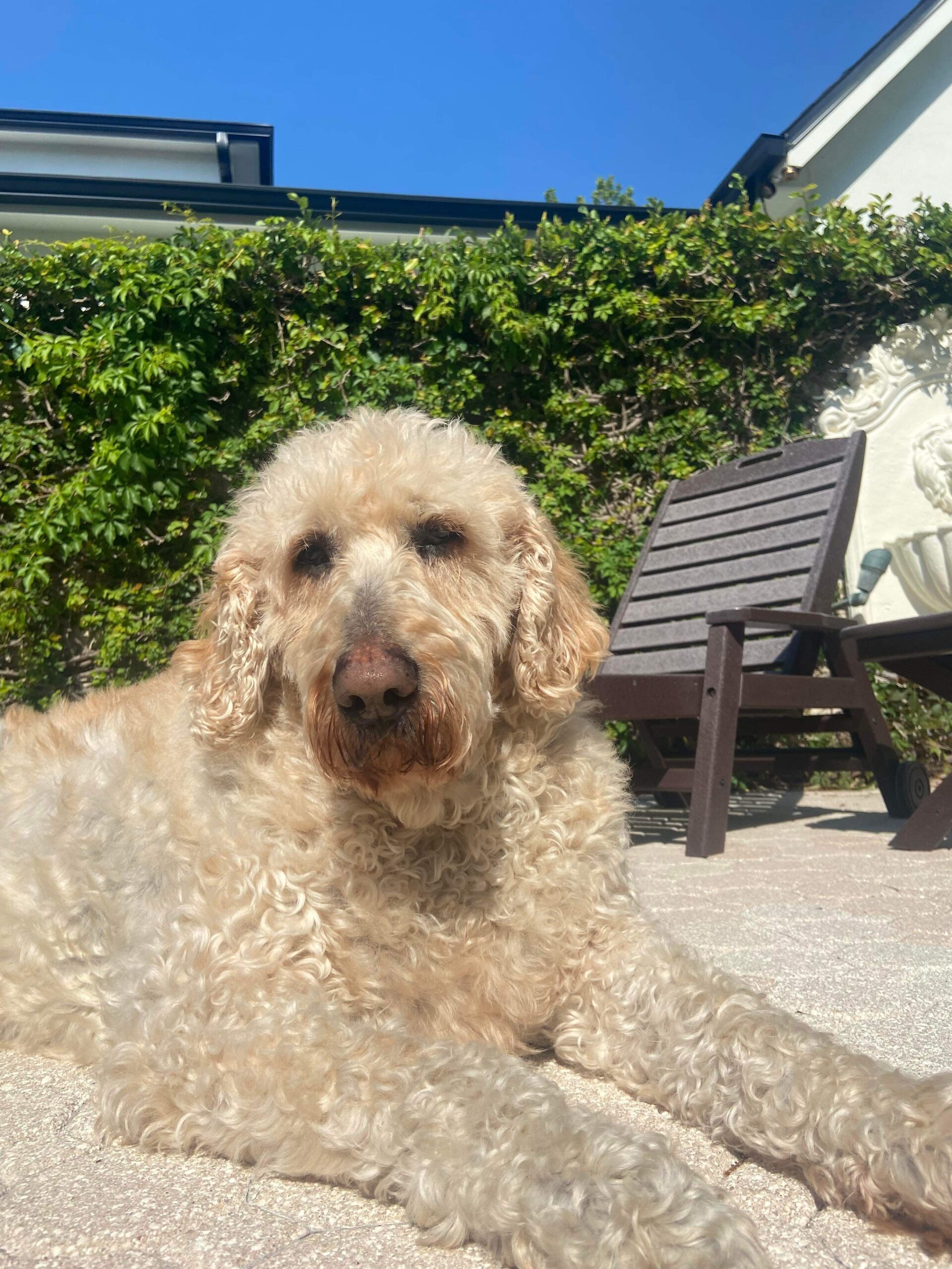 Louie, an adoptable Labradoodle in Tampa, FL, 33602 | Photo Image 1
