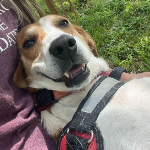 St. Nick, an adoptable Foxhound in Marshall, VA, 20115 | Photo Image 5