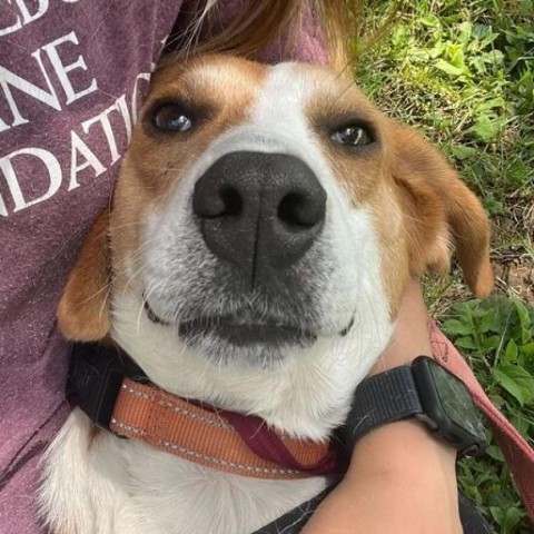 St. Nick, an adoptable Foxhound in Marshall, VA, 20115 | Photo Image 6