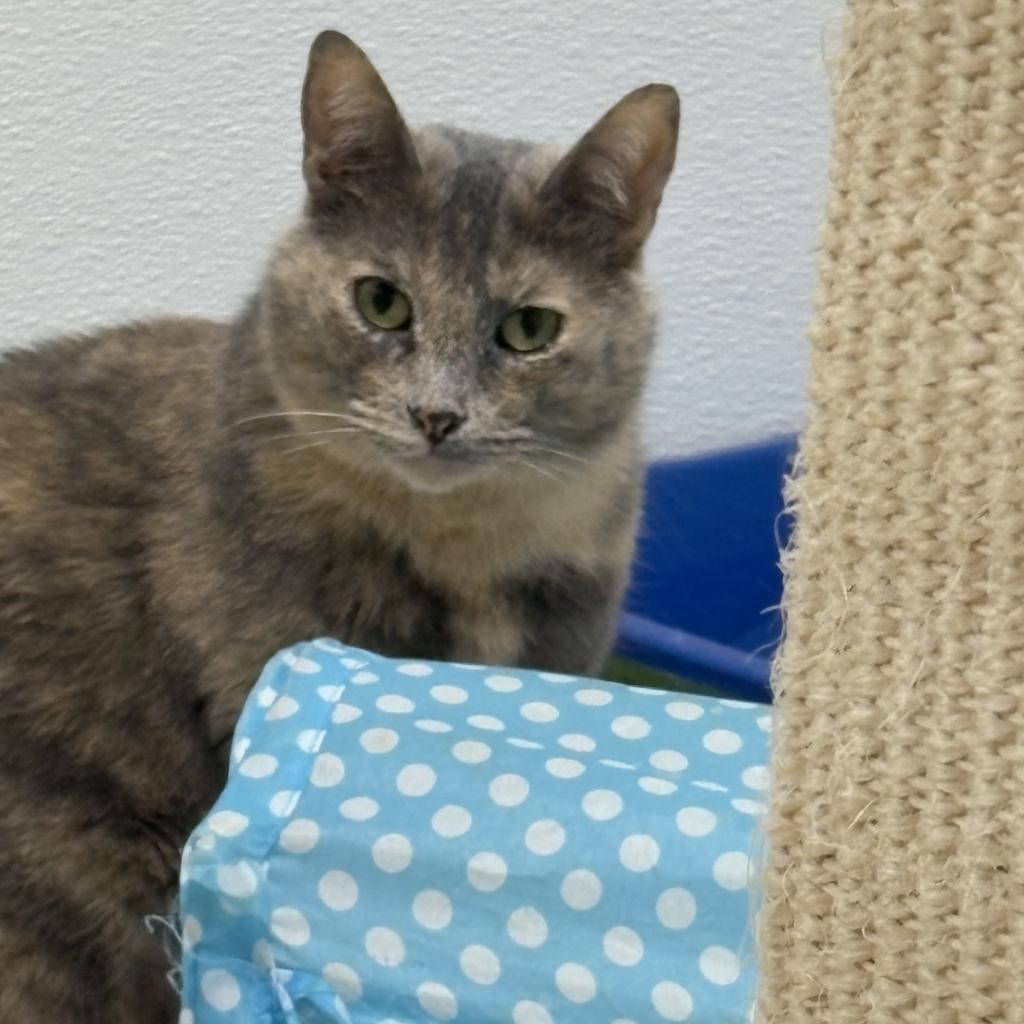 Sky, an adoptable Domestic Short Hair in St. Helena, CA, 94574 | Photo Image 1