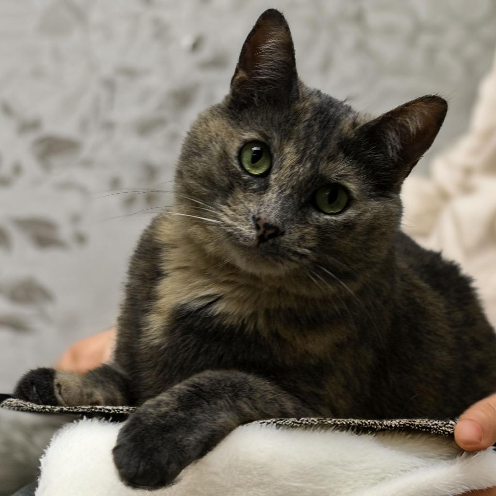 Sky, an adoptable Domestic Short Hair in St. Helena, CA, 94574 | Photo Image 1