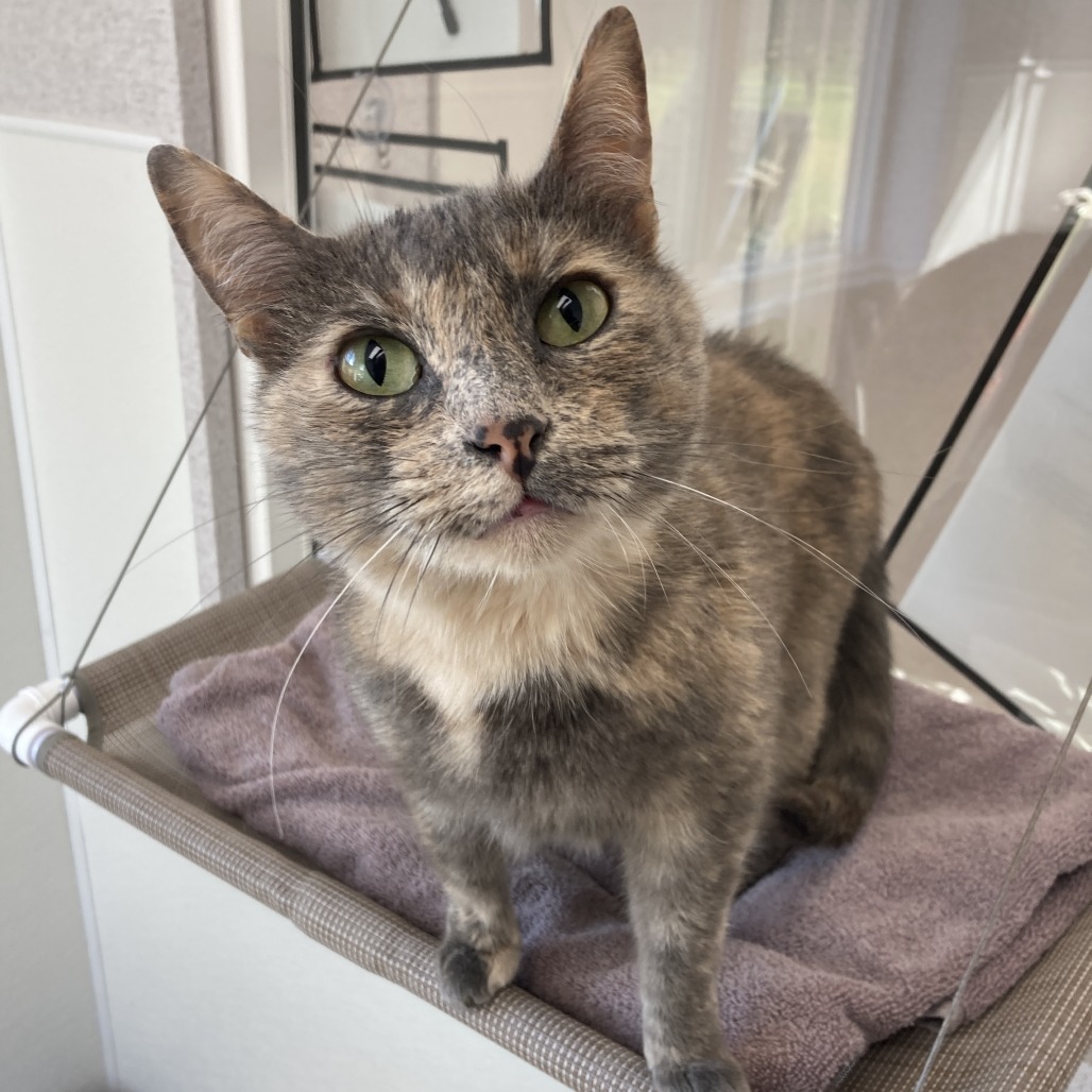 Sky, an adoptable Domestic Short Hair in St. Helena, CA, 94574 | Photo Image 1