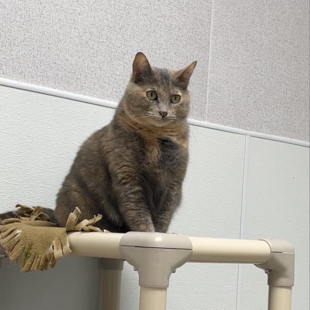 Sky, an adoptable Domestic Short Hair in St. Helena, CA, 94574 | Photo Image 3