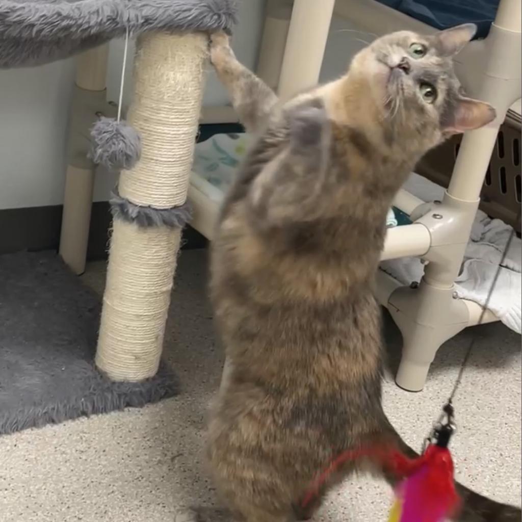 Sky, an adoptable Domestic Short Hair in St. Helena, CA, 94574 | Photo Image 3