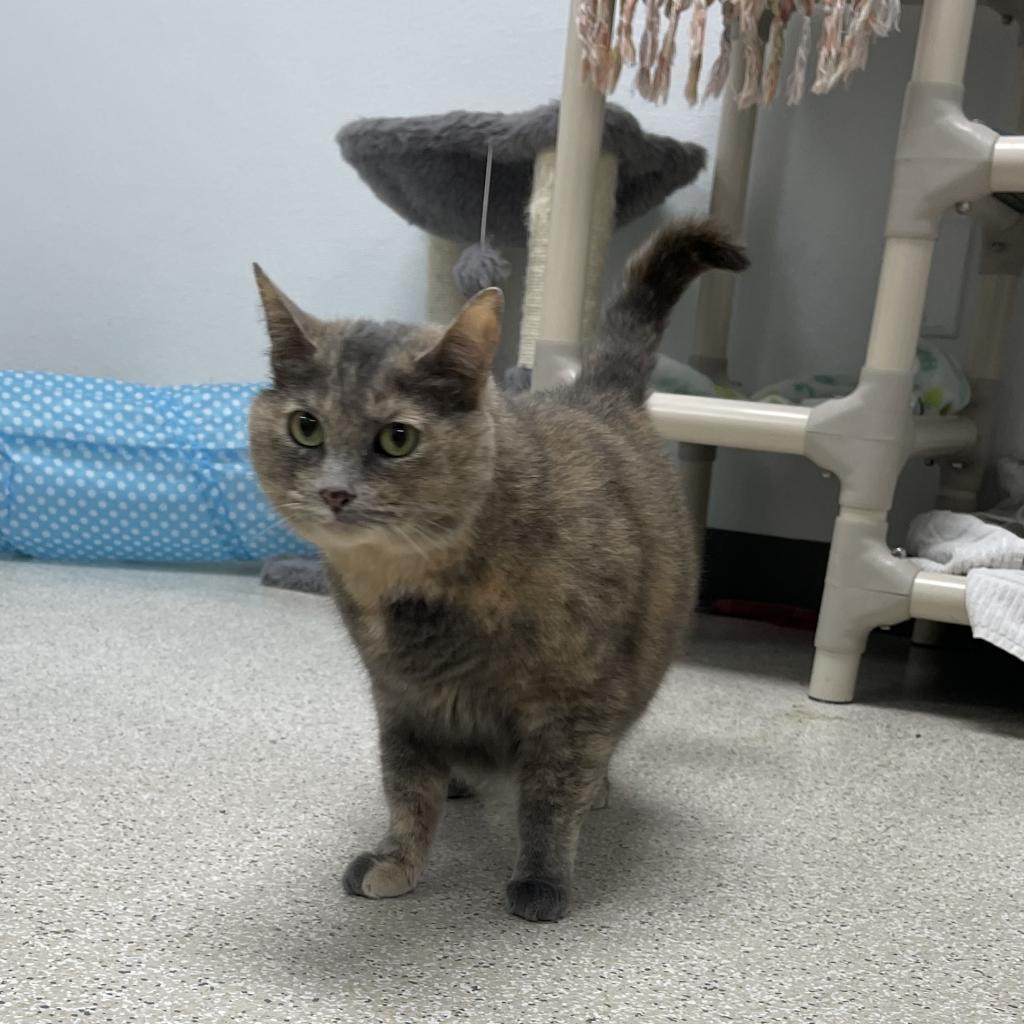 Sky, an adoptable Domestic Short Hair in St. Helena, CA, 94574 | Photo Image 4