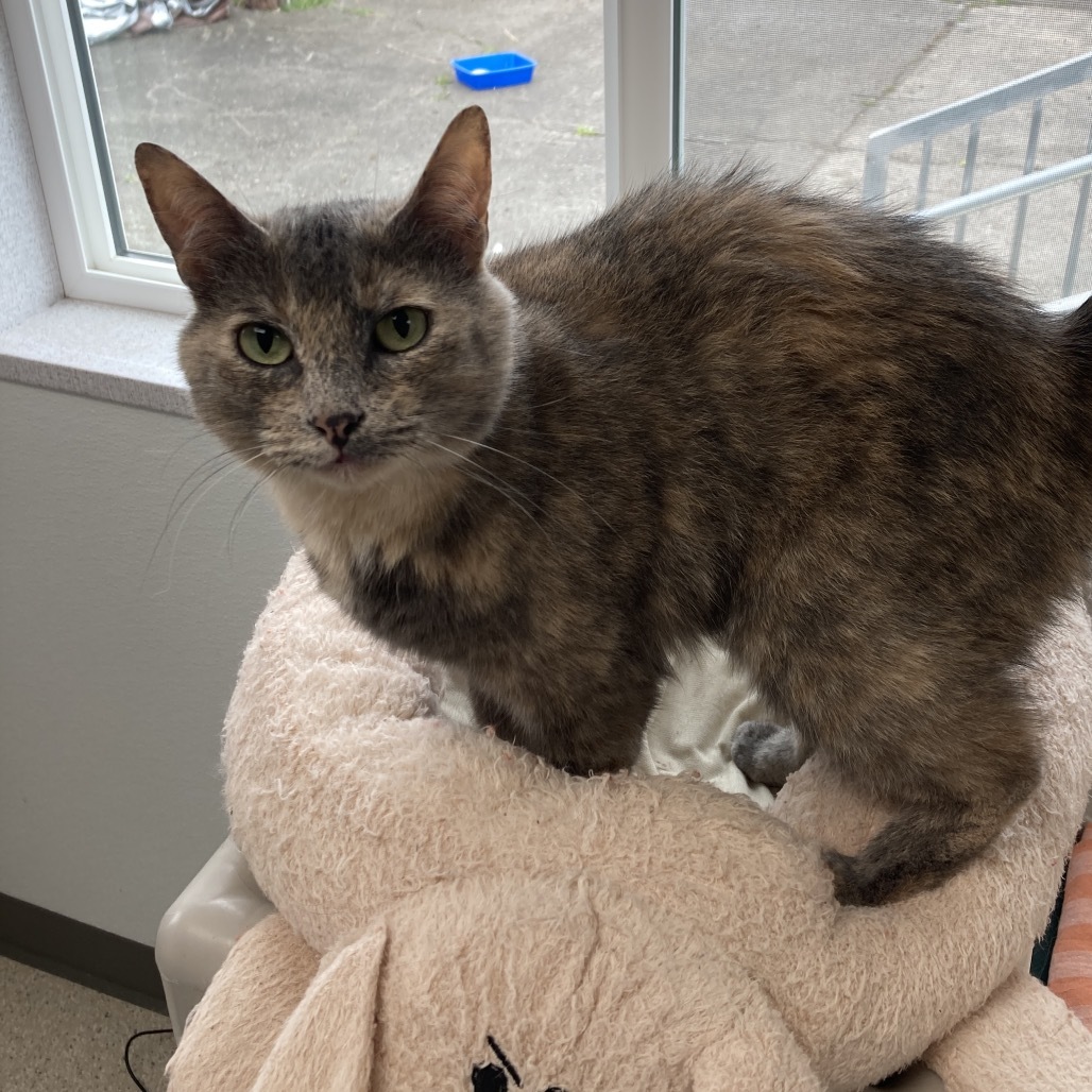 Sky, an adoptable Domestic Short Hair in St. Helena, CA, 94574 | Photo Image 5