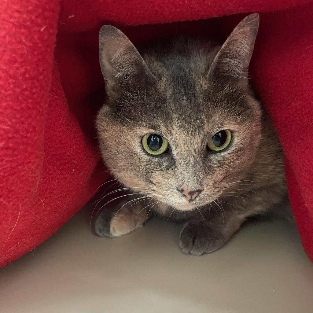 Sky, an adoptable Domestic Short Hair in St. Helena, CA, 94574 | Photo Image 6