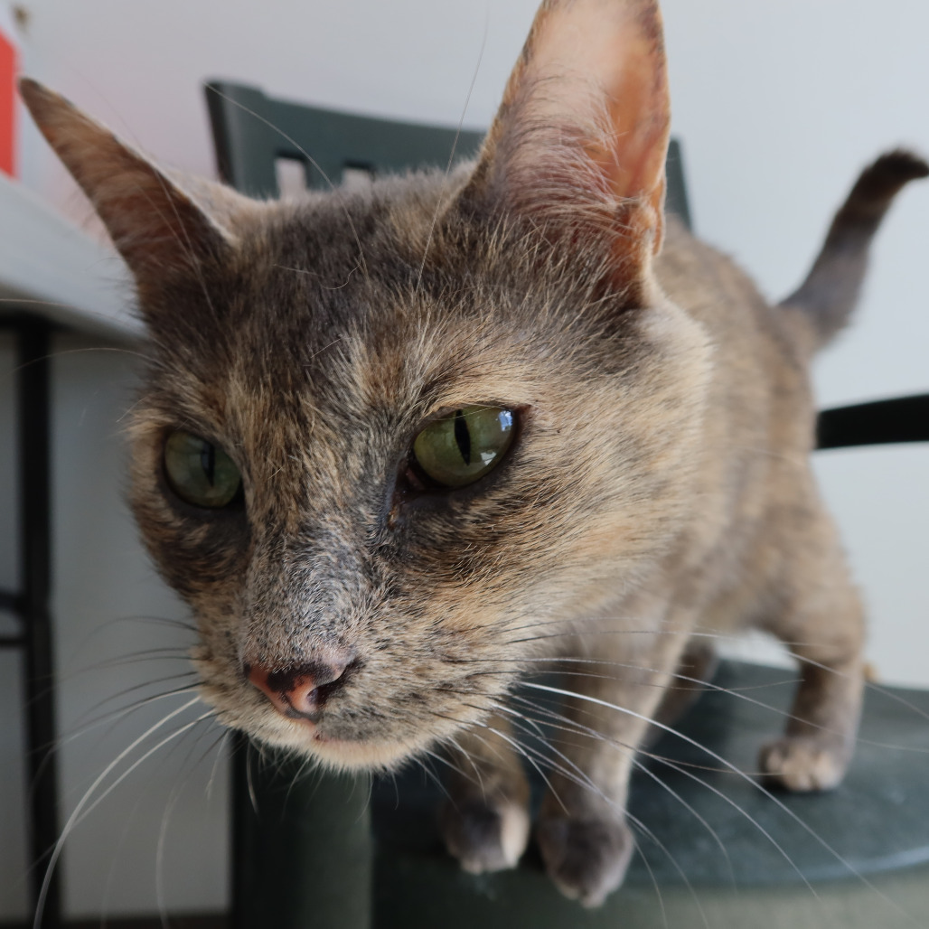Sky, an adoptable Domestic Short Hair in St. Helena, CA, 94574 | Photo Image 6