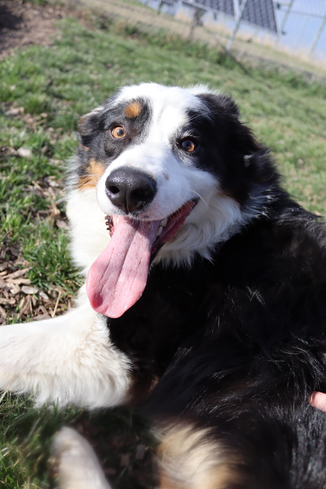 Mickey, an adoptable Australian Shepherd in Austin, MN, 55912 | Photo Image 1