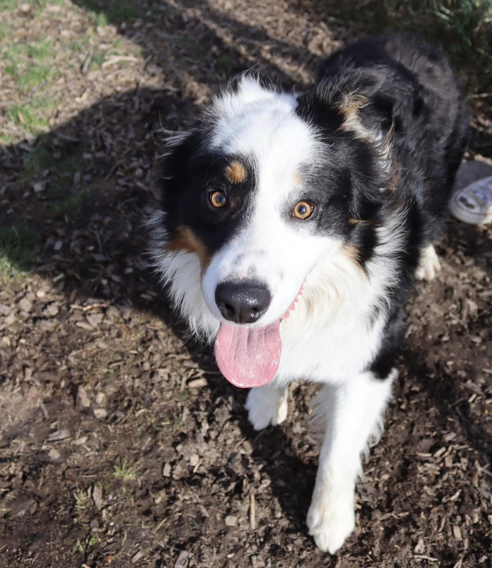 Mickey, an adoptable Australian Shepherd in Austin, MN, 55912 | Photo Image 2