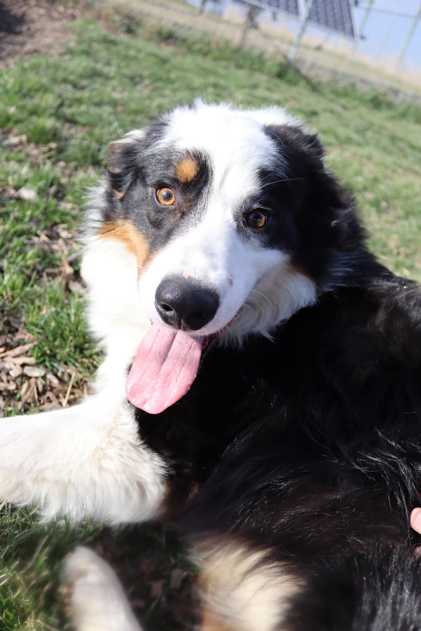 Mickey, an adoptable Australian Shepherd in Austin, MN, 55912 | Photo Image 3