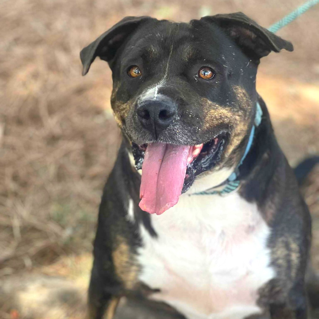 Remington, an adoptable Mixed Breed in Huntington, WV, 25704 | Photo Image 1