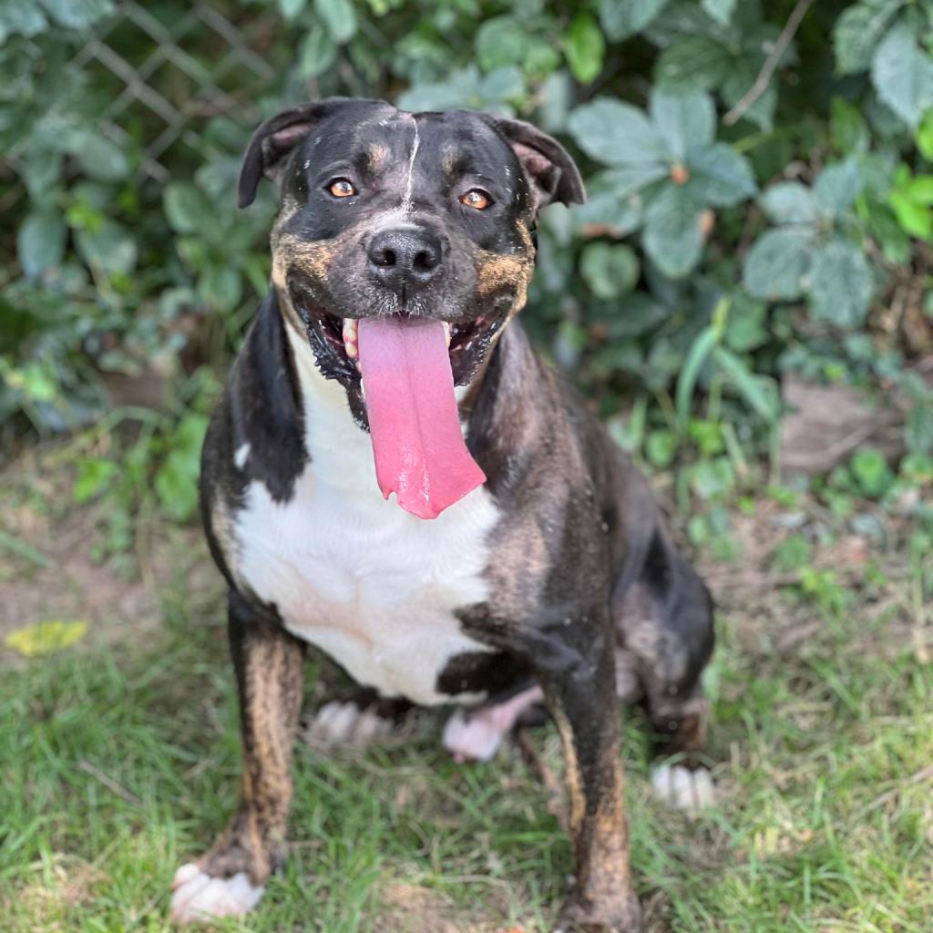 Remington, an adoptable Mixed Breed in Huntington, WV, 25704 | Photo Image 2