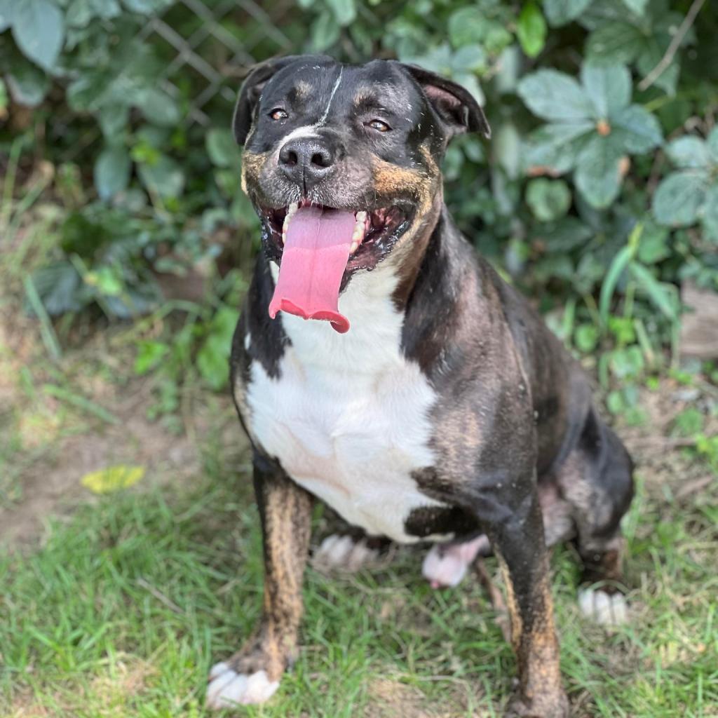 Remington, an adoptable Mixed Breed in Huntington, WV, 25704 | Photo Image 3