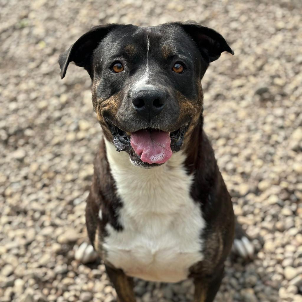 Remington, an adoptable Mixed Breed in Huntington, WV, 25704 | Photo Image 4