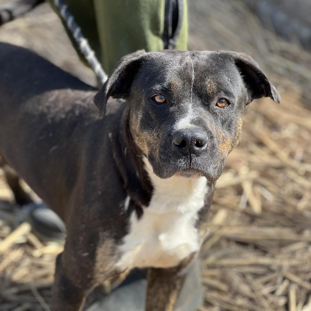 Remington, an adoptable Mixed Breed in Huntington, WV, 25704 | Photo Image 5