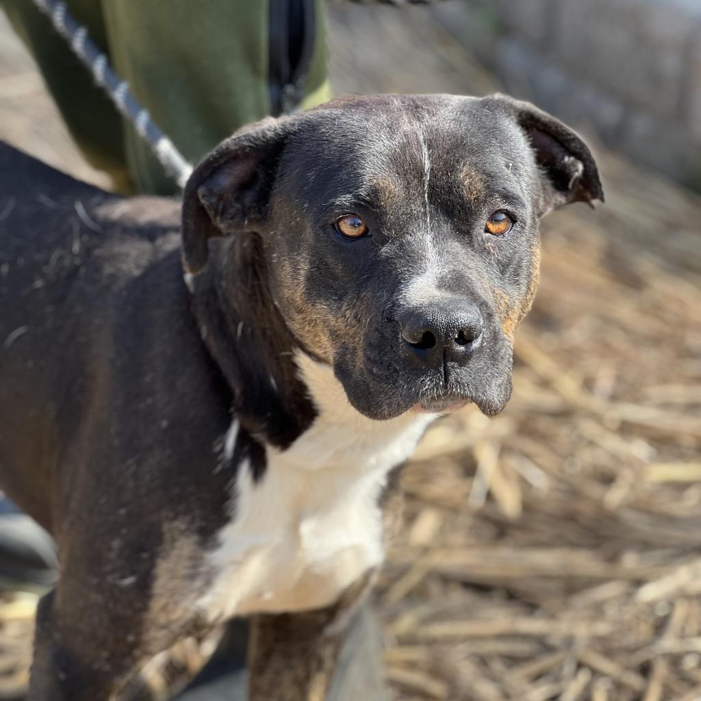 Remington, an adoptable Mixed Breed in Huntington, WV, 25704 | Photo Image 6