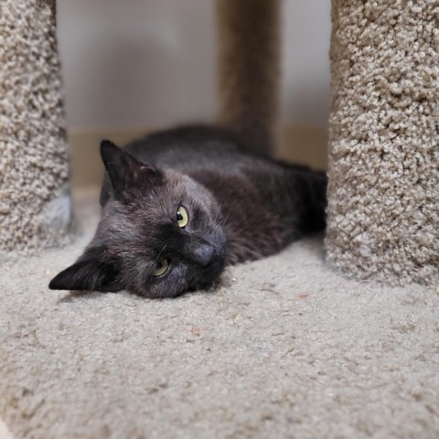 Troy, an adoptable Domestic Short Hair in Fort Collins, CO, 80526 | Photo Image 2