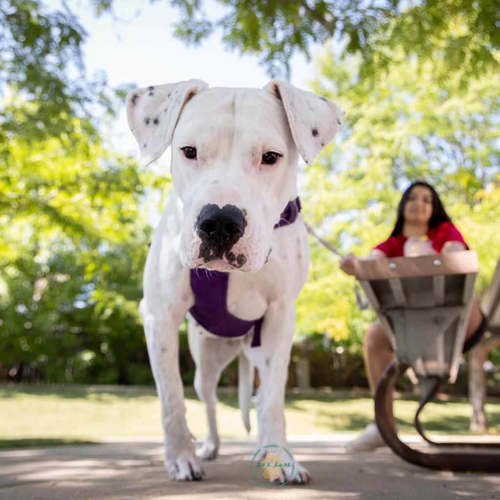 Jasmine, an adoptable Pit Bull Terrier, Mixed Breed in Fort Collins, CO, 80526 | Photo Image 2