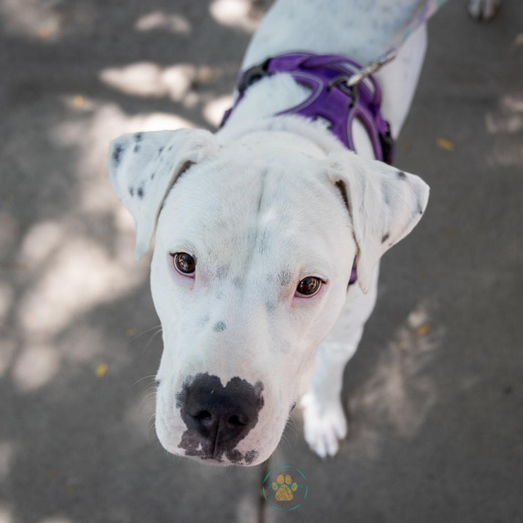 Jasmine, an adoptable Pit Bull Terrier, Mixed Breed in Fort Collins, CO, 80526 | Photo Image 3