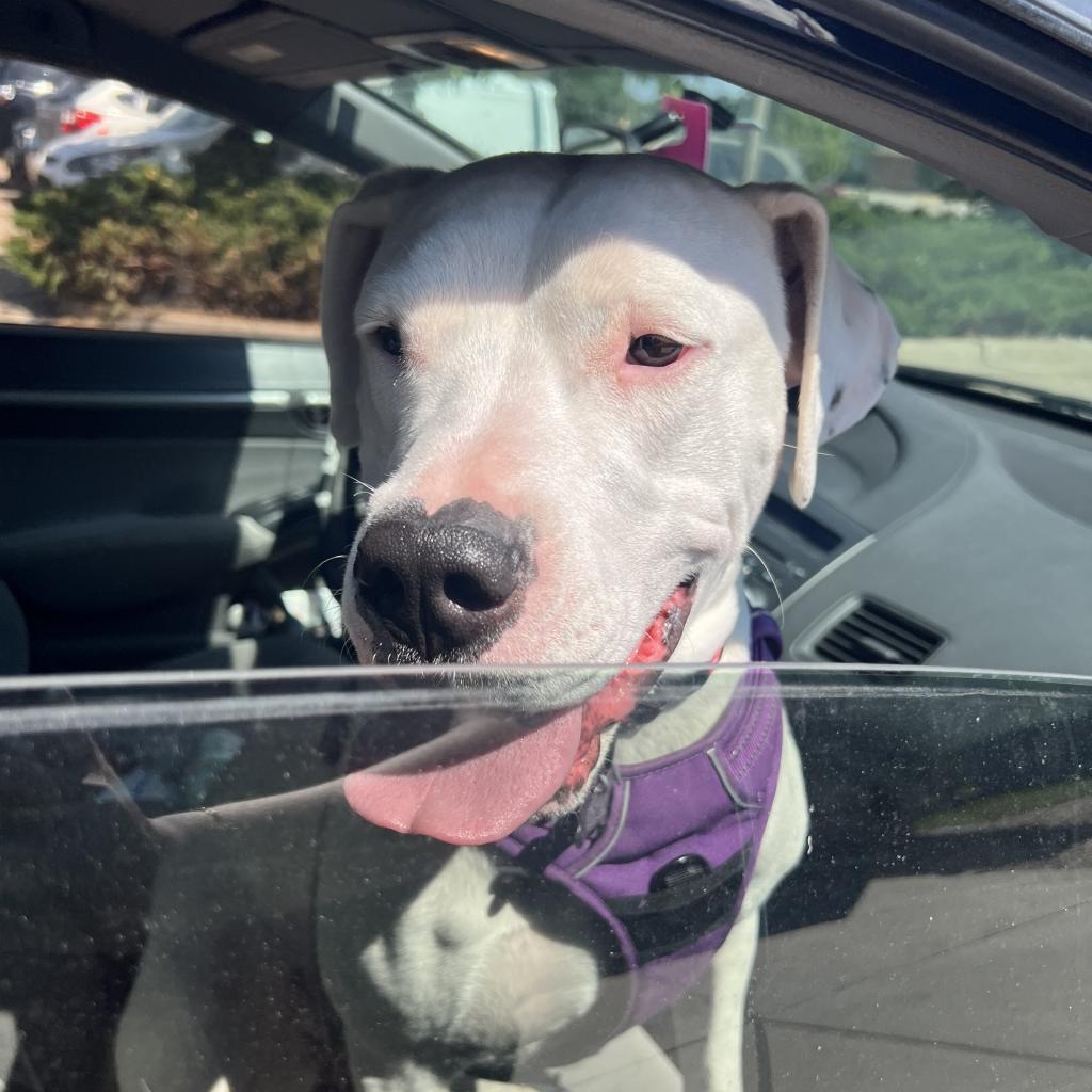 Jasmine, an adoptable Pit Bull Terrier, Mixed Breed in Fort Collins, CO, 80526 | Photo Image 4