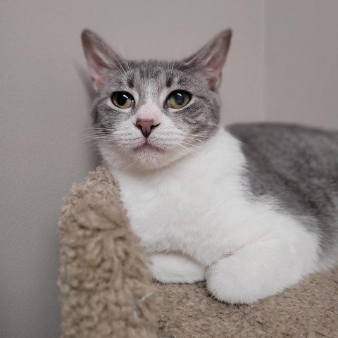 Spaceballs, an adoptable Domestic Short Hair in Fort Collins, CO, 80526 | Photo Image 2