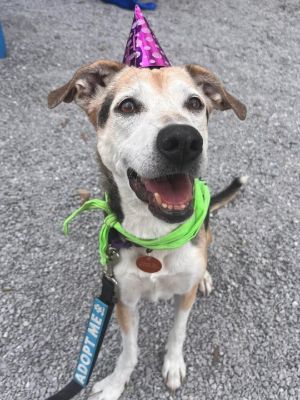 I am a sweet older grande dame named Cuddles 11 years young and ready for a gre