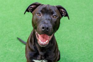 Hi there my name is Shadow Im a 6 month old 36 lbs neutered male Pit Bull Mastiff mix that