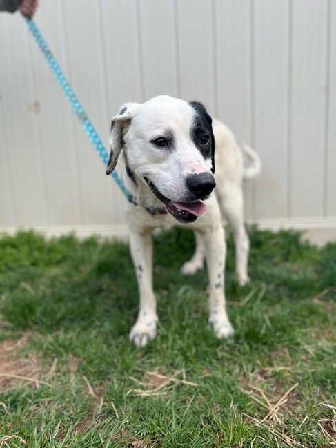 Dog for adoption Pongo a Labrador Retriever Mix in Skillman NJ