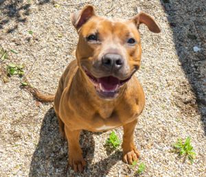 Hi Im Coral Im a young gal full of life eager to explore the world and find my forever home