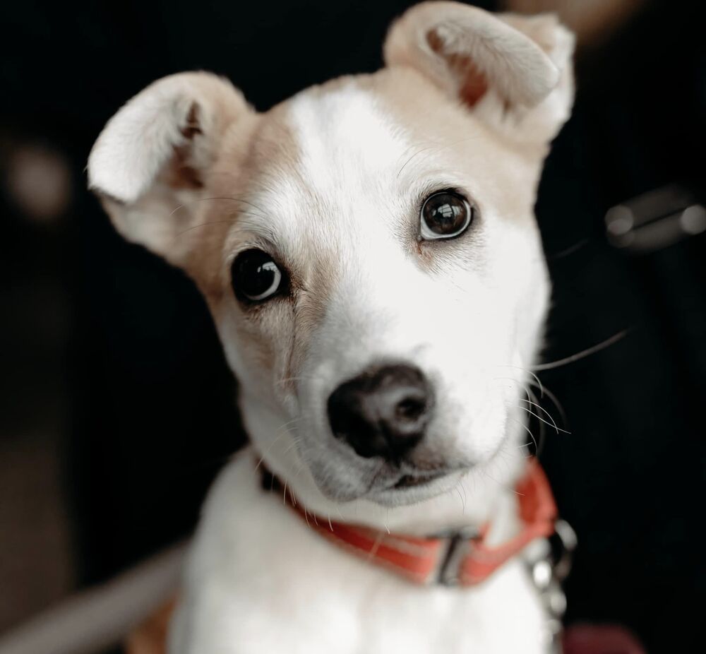 Panko, an adoptable Chihuahua in Mandan, ND, 58554 | Photo Image 1