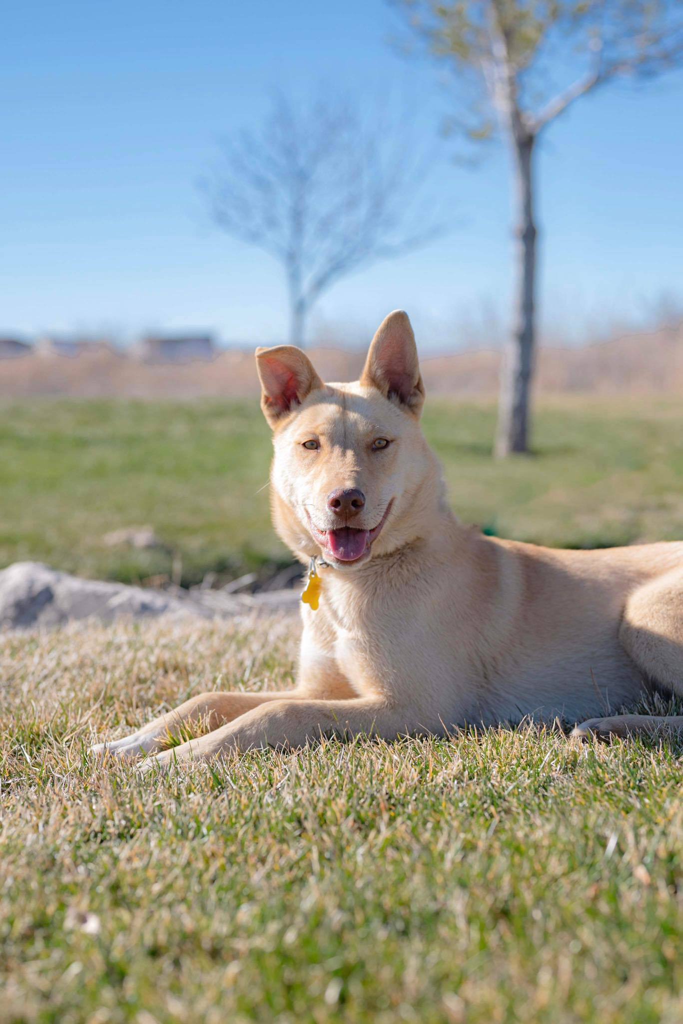 Cheeko, an adoptable Collie in Salt Lake City, UT, 84171 | Photo Image 1