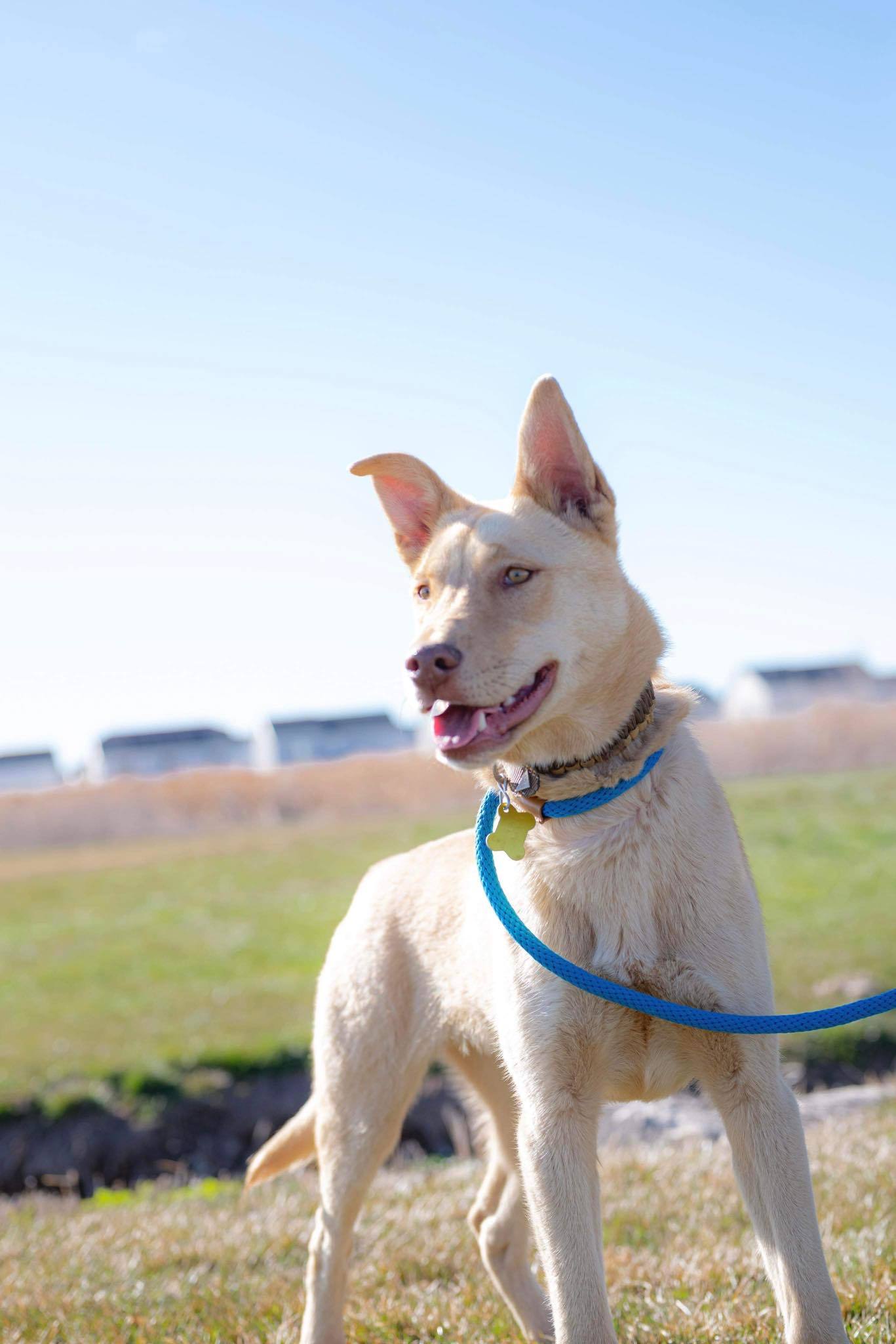 Cheeko, an adoptable Collie in Salt Lake City, UT, 84171 | Photo Image 2