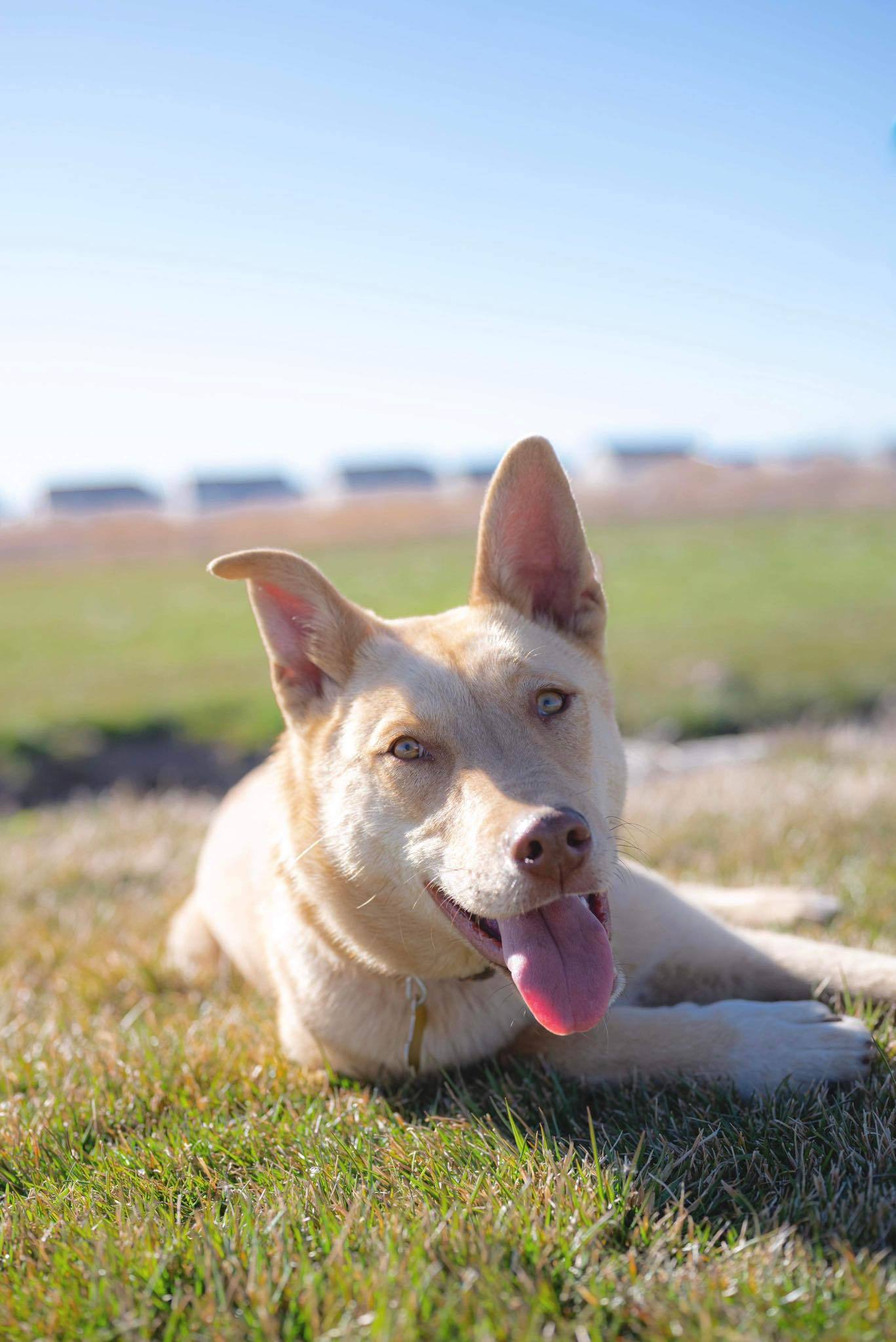 Cheeko, an adoptable Collie in Salt Lake City, UT, 84171 | Photo Image 3