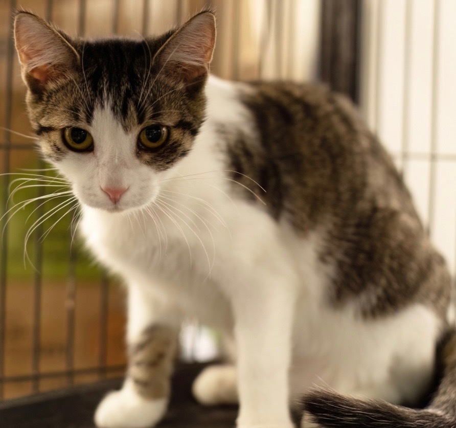 Frankie (Cinderella),, an adoptable Domestic Short Hair in Saginaw, MI, 48604 | Photo Image 1