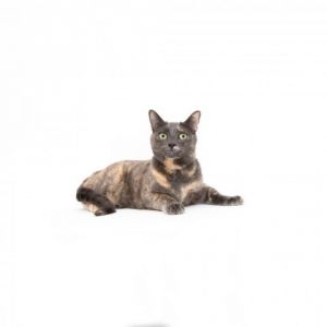 Sindra Domestic Short Hair Cat