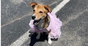 Introducing Betsy Age 5 months old Breed Beagle mix Arrival Date 03-28-2024 