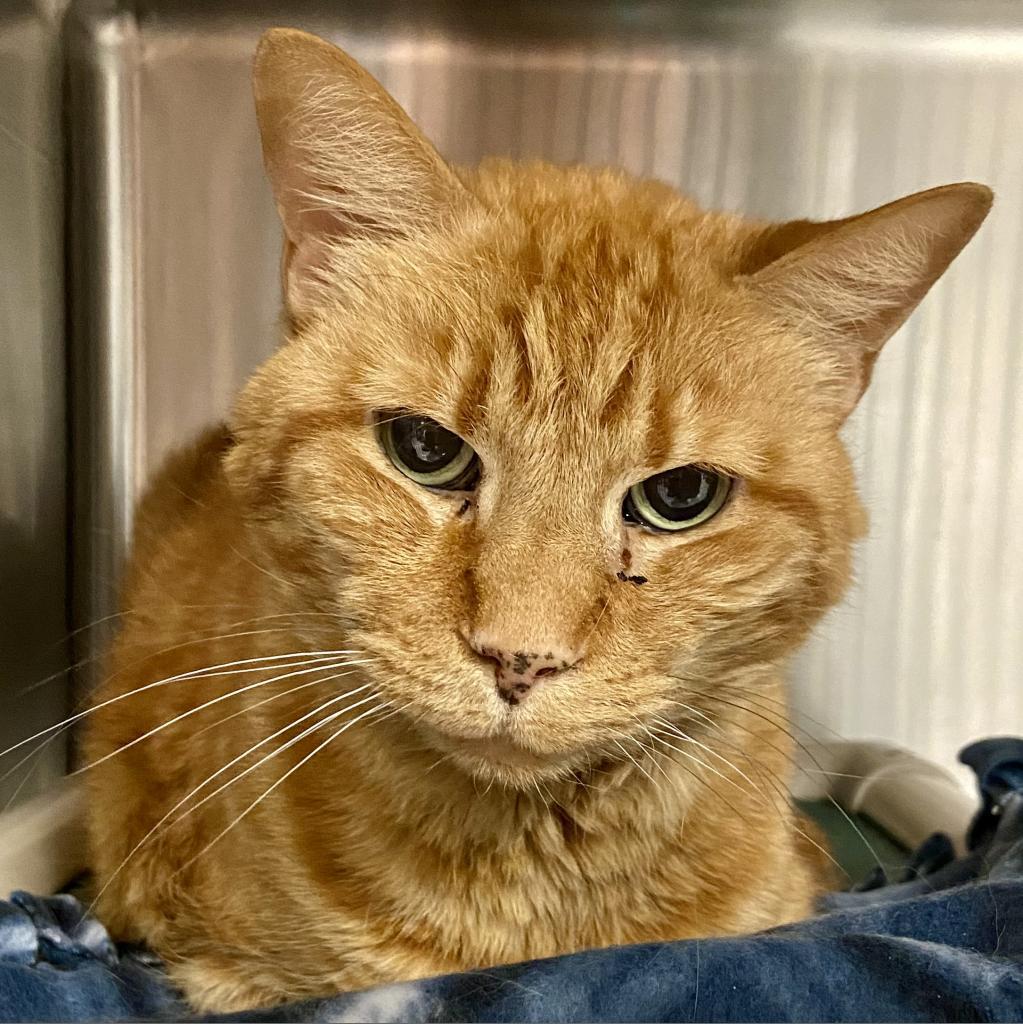 Danny, an adoptable Domestic Short Hair in Salt Lake City, UT, 84106 | Photo Image 1