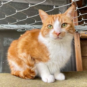 Hey there Im Ginger Im a handsome boy whos the purrfect blend of sweetness 