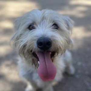 Well hello there My name is Poe and Im an almost 2 year old schnauzerwestie mix I am currently l