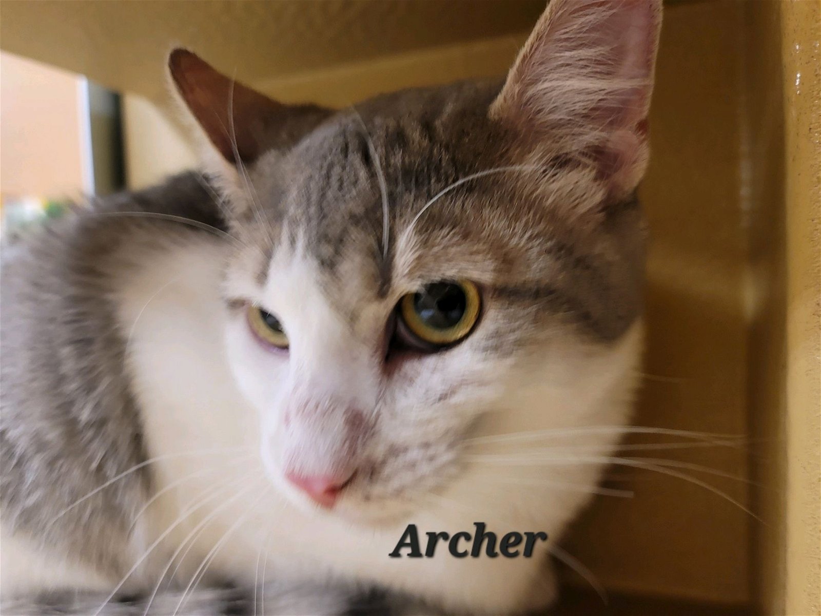 Archer (23-747)