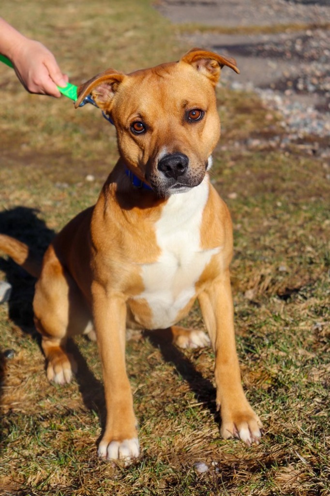 Forest, an adoptable Mixed Breed in Crandon, WI, 54520 | Photo Image 1
