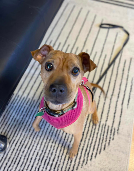 Lexi, an adoptable Shar-Pei, Terrier in Saint Cloud, MN, 56303 | Photo Image 1