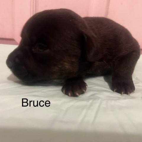 Bruce 2
